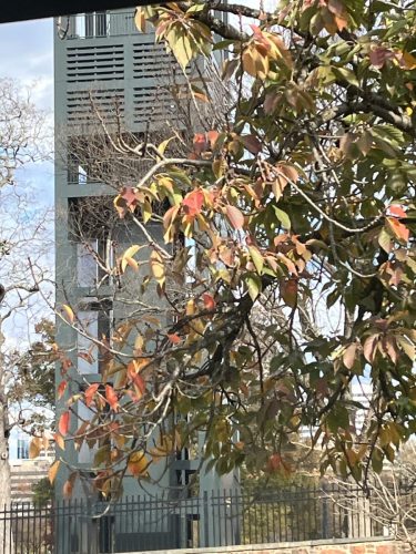 Detroit Lions @ Washington Commanders Arlington Cemetery (74)