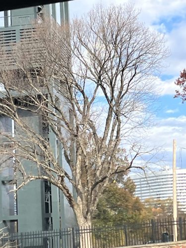 Detroit Lions @ Washington Commanders Arlington Cemetery (75)